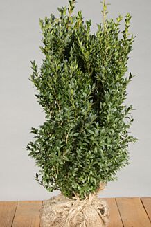 Buxus (palmboom) Kluit 50-60 cm Kluit