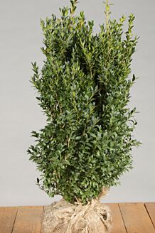 Buxus (palmboom) kluit 50-60 cm Kluit