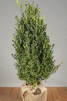 Buxus (palmboom) kluit 60-80 cm Kluit