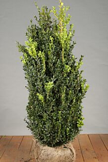 Buxus (palmboom) kluit 80-100 cm Kluit