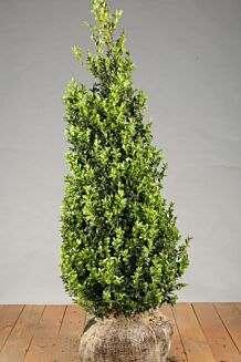 Buxus (palmboom) Kluit 100-125 cm Kluit