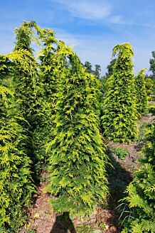 Gele Californische Cipres Kluit 200-225 cm EXTRA Kluit