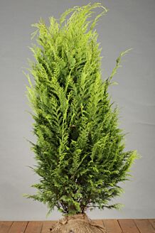 Gele Californische Cipres Kluit 100-125 cm Extra kwaliteit Kluit