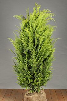 Gele Californische Cipres Kluit 125-150 cm Extra kwaliteit Kluit