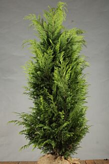 Gele Californische Cipres Kluit 150-175 cm Kluit