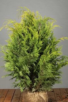 Gele Californische Cipres Kluit 80-100 cm Exta kwaliteit Kluit