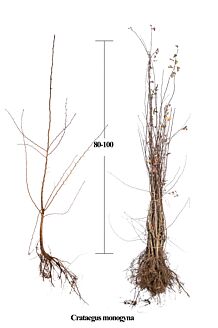 Meidoorn Blote wortel 80-100 cm Blote wortel