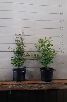 Meidoorn Pot 40-60 cm Pot