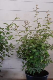 Meidoorn Pot 60-80 cm Pot