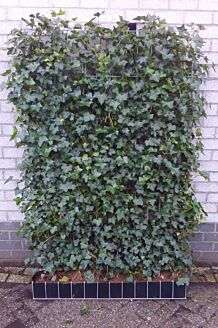 Klimop Kant-en-Klaar 180 cm Kant-en-klaar