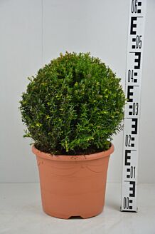 Taxus Baccata bol (30 cm) Pot