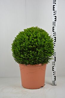 Taxus Baccata bol (40 cm) Pot