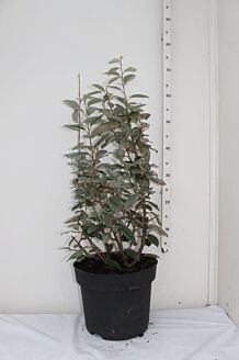 Olijfwilg Pot 40-60 cm Pot