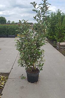 Olijfwilg Pot 150-175 cm Pot