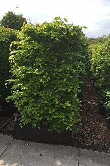 Groene beuk Kant-en-Klaar 150-160 cm Kant-en-klaar