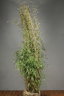 Bamboe Kluit 200-225 cm Kluit