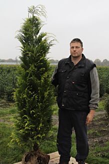 Gele Californische Cipres Kluit 175-200 cm Kluit
