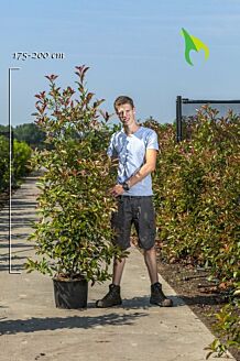 Glansmispel Pot 175-200 cm Pot