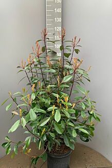 Glansmispel Pot 80-100 cm Pot