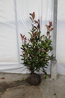 Glansmispel Kluit 60-80 cm Kluit