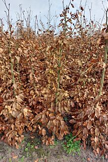 Groene beuk Blote wortel 150-175 cm Blote wortel