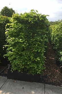 Groene beuk Kant-en-Klaar 150-160 cm Kant-en-klaar
