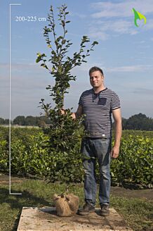 Groene beuk Kluit 200-225 cm Kluit