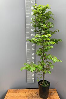 Groene beuk pot 125-150 cm Pot