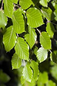 Groene beuk Pot 175-200 cm Pot