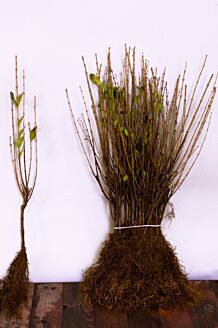 Haagliguster Blote wortel 40-60 cm Blote wortel