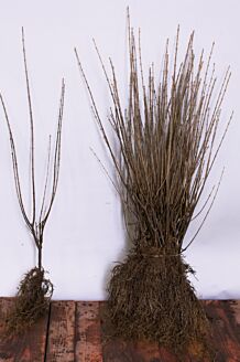 Haagliguster Blote wortel 60-80 cm Blote wortel