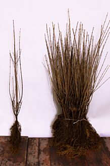 Haagliguster Blote wortel 80-100 cm Blote wortel