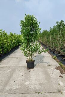Haagliguster Pot 150-175 cm Pot