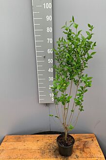 Haagliguster pot 60-80 cm Pot
