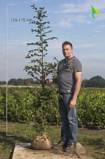 Haagbeuk Kluit 150-175 cm Kluit