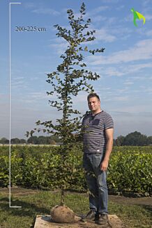 Haagbeuk Kluit 200-225 cm Kluit