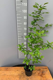 Haagbeuk Pot 100-125 cm Pot