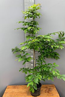 Haagbeuk Pot 150-175 cm Pot