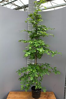 Haagbeuk Pot 175-200 cm Pot