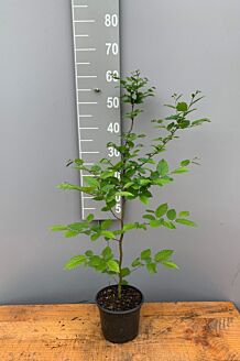 Haagbeuk Pot 40-60 cm Pot