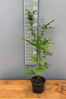 Haagbeuk Pot 60-80 cm Pot