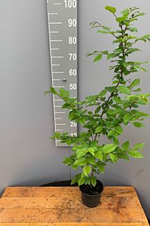 Haagbeuk Pot 80-100 cm Pot