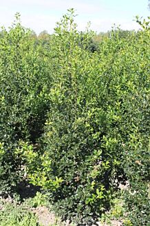 Hulst Kluit 175-200 cm Kluit