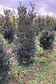 Hulst Kluit 200-225 cm Kluit