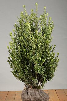 Japanse hulst Kluit 60-80 cm Kluit