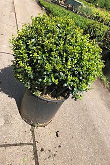 Japanse hulst bol (50 cm) Pot
