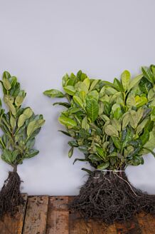 Laurier Rotundifolia Blote wortel 20-30 cm Blote wortel