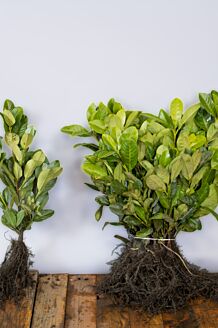 Laurier Rotundifolia Blote wortel 40-60 cm Blote wortel