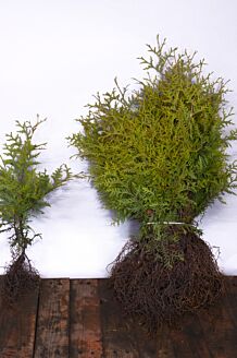 Levensboom blote wortel 30-40 cm Blote wortel