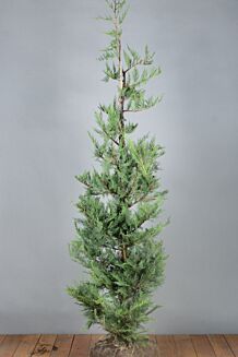 Leylandii coniferen kluit 150-175 cm Kluit